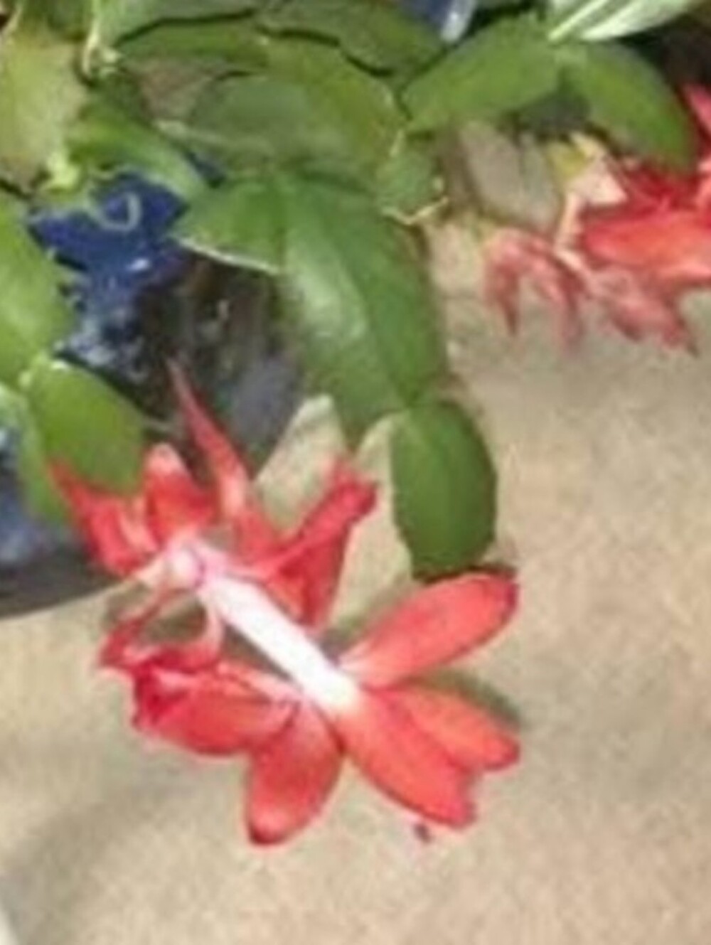 Brandon Key Cover 2 Free Rooted Cactus Cuttings Red
